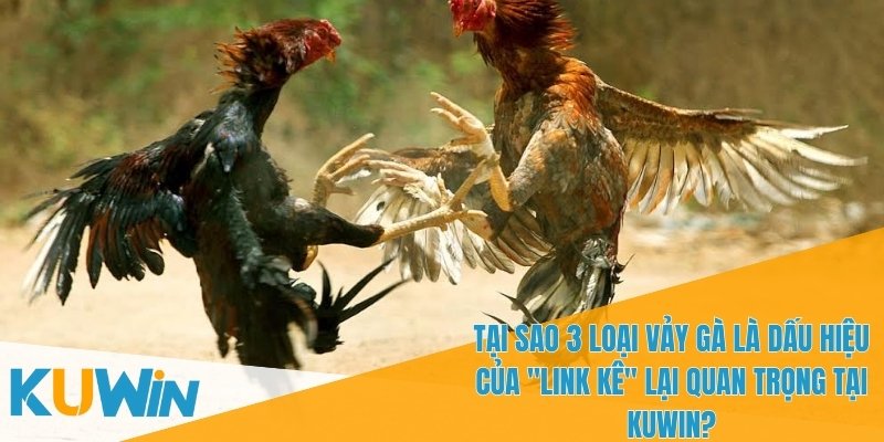 3 Loại Vảy Gà Là Dấu Hiệu Của "Linh Kê" Trong Cá Cược 1 3 loại vảy gà là dấu hiệu của "Linh Kê" giúp nhận diện gà chiến mạnh