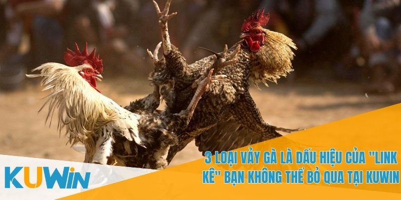 3 Loại Vảy Gà Là Dấu Hiệu Của "Linh Kê" Trong Cá Cược 2 3 loại vảy gà là dấu hiệu của "Linh Kê" xác định sức mạnh gà