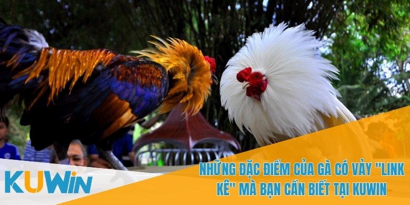 3 Loại Vảy Gà Là Dấu Hiệu Của "Linh Kê" Trong Cá Cược 3 3 loại vảy gà là dấu hiệu của "Linh kê" là chìa khóa thắng cược