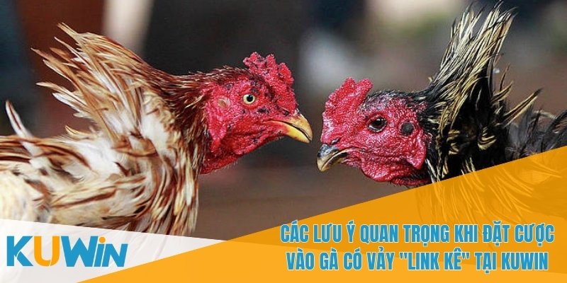 3 Loại Vảy Gà Là Dấu Hiệu Của "Linh Kê" Trong Cá Cược 4 3 loại vảy gà là dấu hiệu của "Linh Kê" có thể thay đổi kết quả trận đấu
