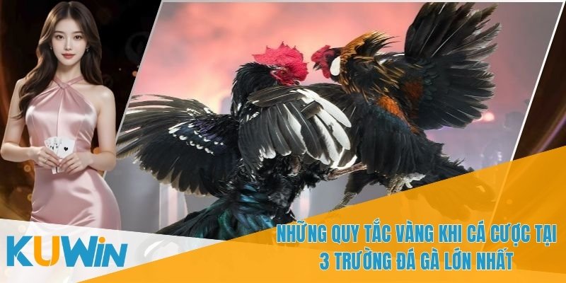 3 Trường Đá Gà Lớn Nhất Và Dịch Vụ Cá Cược Uy Tín Từ KUWIN 3 Tỷ lệ cược tại 3 Trường đá gà lớn nhất rất hấp dẫn
