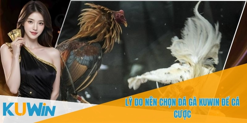 Đá gà KUWIN phát sóng trực tiếp chuẩn HD mỗi ngày