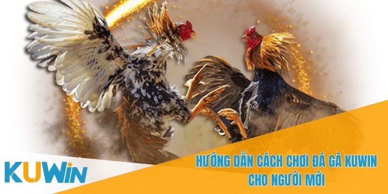 Trải nghiệm đá gà KUWIN cực kỳ chân thực