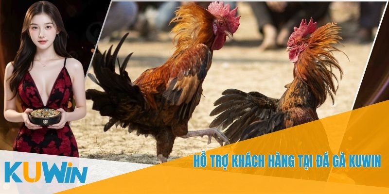 Đá gà KUWIN có tỷ lệ cược hấp dẫn