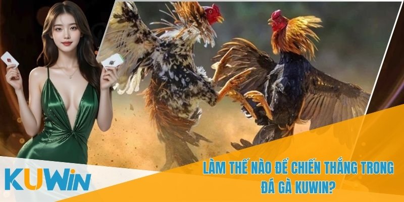 Tham gia đá gà KUWIN nhận thưởng liền tay
