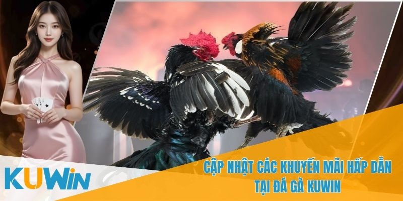 Đá gà KUWIN có lịch thi đấu cập nhật liên tục