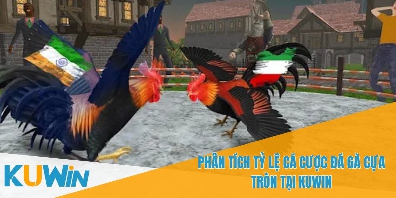 Đá Gà Cựa Tròn - Kinh Nghiệm Cá Cược Cho Người Mới Bắt Đầu 3 Trận đấu có thể là loại trực tiếp hoặc vòng tròn