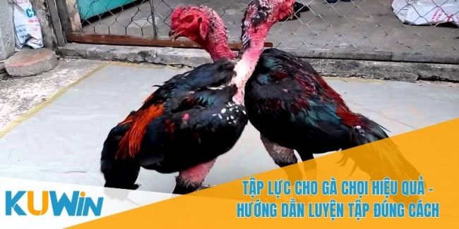 Tap luc cho ga choi hieu qua 1