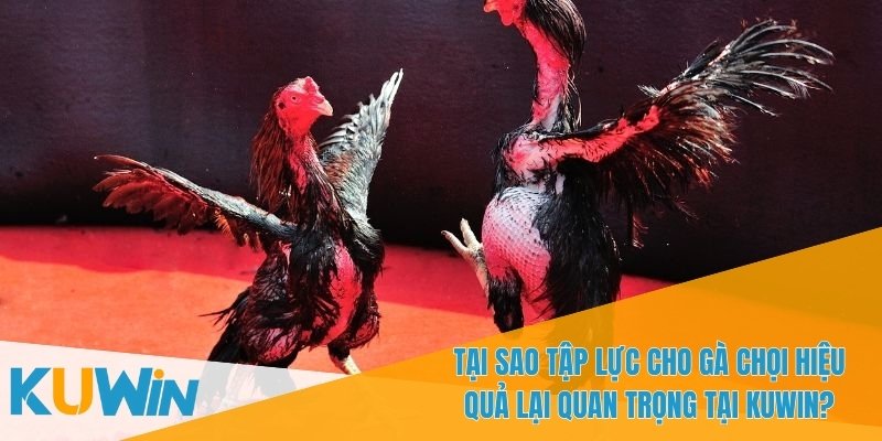 Tập Lực Cho Gà Chọi Hiệu Quả - Hướng Dẫn Luyện Tập Đúng Cách 1 Tập lực cho gà chọi hiệu quả giúp gà mạnh mẽ hơn