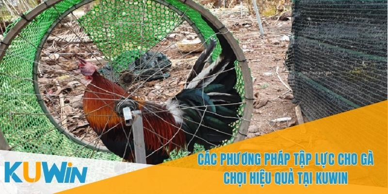 Tập Lực Cho Gà Chọi Hiệu Quả - Hướng Dẫn Luyện Tập Đúng Cách 2 Tập lực cho gà chọi hiệu quả giúp gà chịu đựng lâu dài