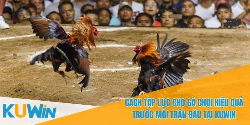Tập Lực Cho Gà Chọi Hiệu Quả - Hướng Dẫn Luyện Tập Đúng Cách 3 Tập lực cho gà chọi hiệu quả giúp gà linh hoạt hơn