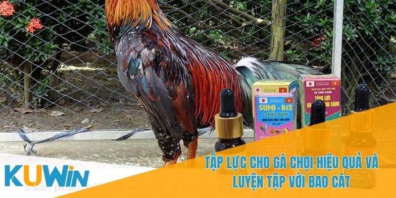 Tập Lực Cho Gà Chọi Hiệu Quả - Hướng Dẫn Luyện Tập Đúng Cách 4 Tập lực cho gà chọi hiệu quả giúp gà chiến đấu mạnh mẽ