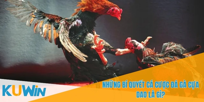 Đá Gà Cựa Dao Là Gì? Tìm Hiểu Trò Chơi Cá Cược Cực Kỳ Hấp Dẫn 4 Cá cược đá gà cựa dao yêu cầu sự tập trung và phân tích